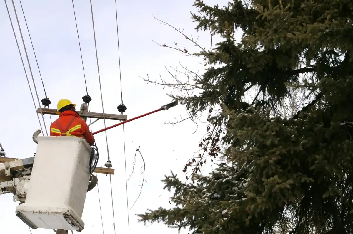 Vegetation Management