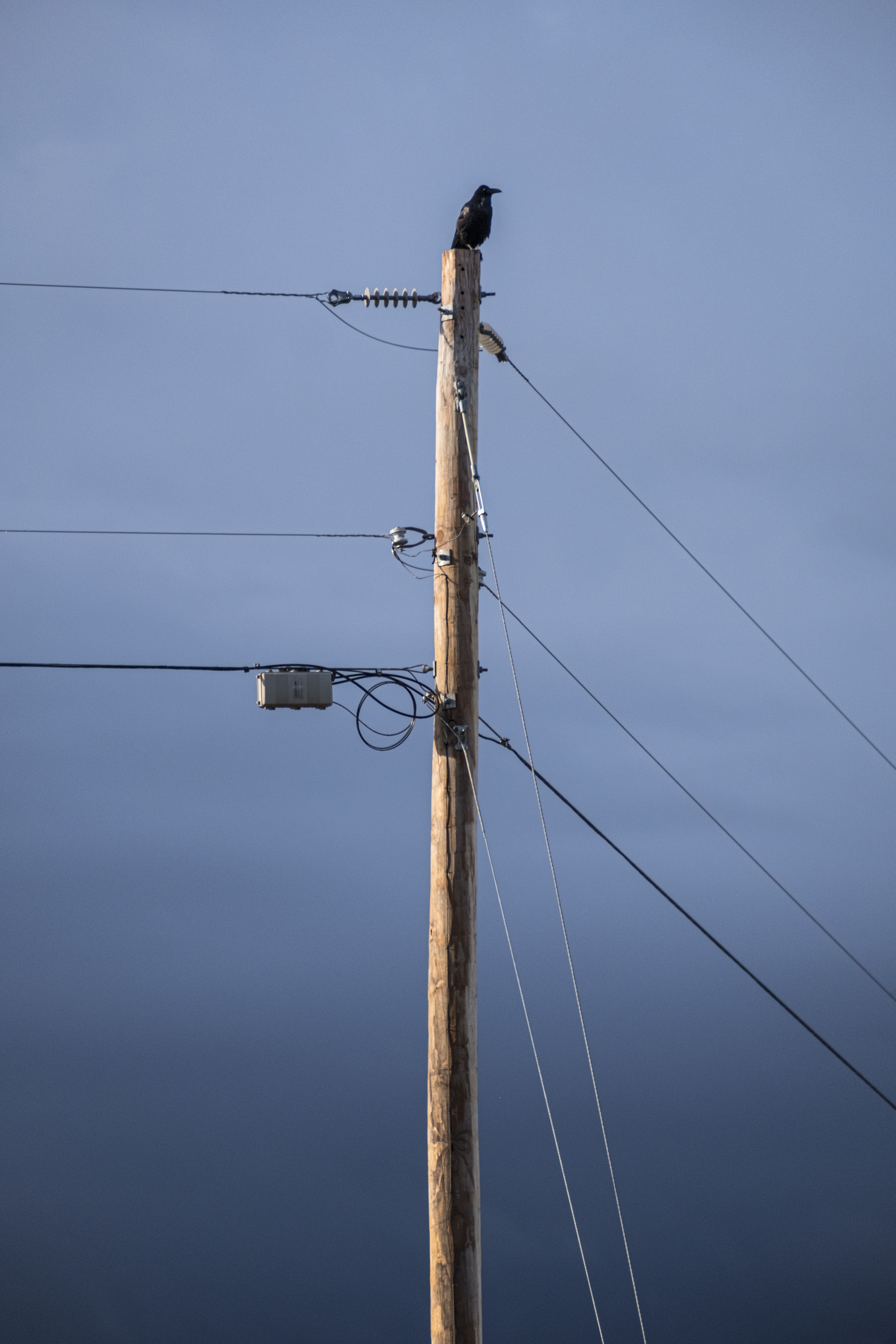 Aerial fiber on utility pole